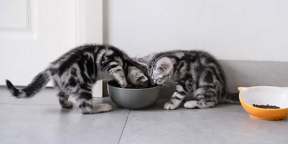 Kittens aan het eten