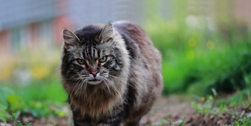 Maine Coon kat