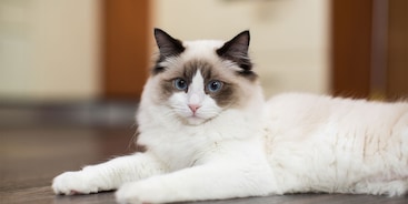 Ragdoll kat