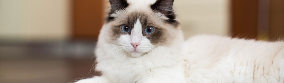 Ragdoll kat