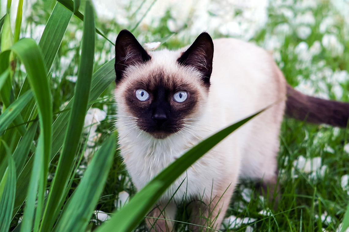 Hoeveelheid van Populair overschreden Siamese kat kopen - Meer over siamezen en de kosten |OHRA
