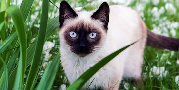 Siamese kat