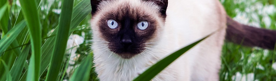 Siamese kat