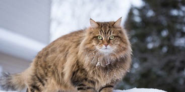 Siberische kat