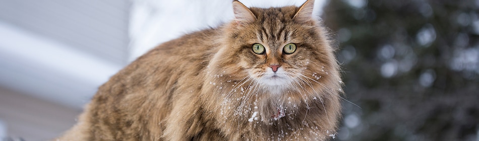 Siberische kat in het gras