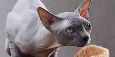 Sphynx kat