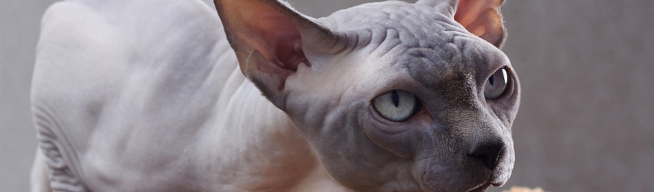 Sphynx kat