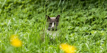 kat in het gras