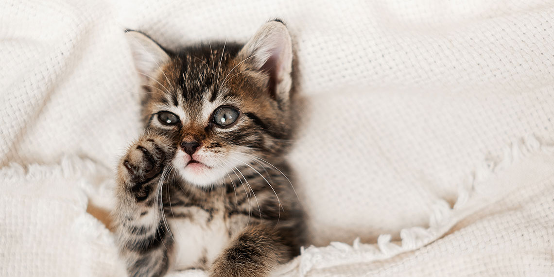 Vertrouwelijk antiek laten vallen Kat kopen - Welke kat past bij jou? | OHRA
