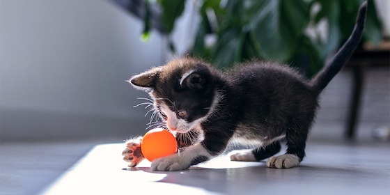 Kitten spelen